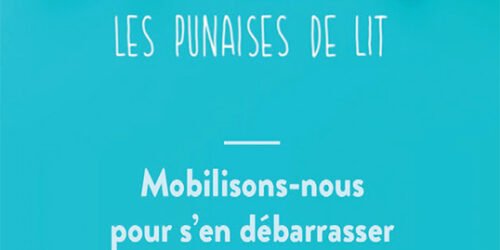 Les punaises de lit : petites mais costaudes